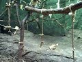 Baby Gibbon with His Family