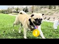 How Fast are Pugs?! Adorable Pug vs Pug Race!