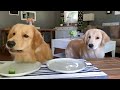 Dog Reviews Food With Girlfriend | Tucker Taste Test 12