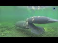 Blue Spring Florida Manatees State Park