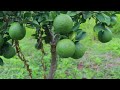 Grafting Young Green Shoots Of Orange Tree On Lemon Tree by T Budding - Orange Cultivation Technique