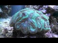 Cool coral feeding time lapse