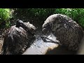 Australian Emu - Native Birds Of Australia The Emu Bird ( HD )