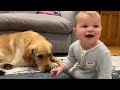 Golden Retriever Pup Makes Baby Cry But Says Sorry! (Cutest Ever!!)