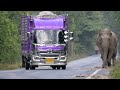 Greedy wild elephant stops passing trucks to steal sugarcane