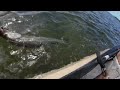 Live Croaker and NLBN Shallow Water Gheenoe Snook Fishing