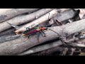 Salaginto beetle ( Jewel Tiger Beetle )