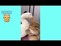 CUTE and FUNNY cat compilation 2024 🐾🥰🐱(99% will laugh)