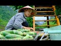 Living Off The Grid Harvesting Chicken, Vegetables, Peanuts and potatoes to sell at the market, cook