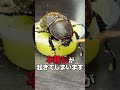 じつは危険？ ヘラクレスオオカブトの飼育で注意するべきこと #カブトムシ #飼育