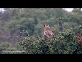 What the...!?  A near miss for the great horned owl