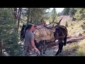 Packing out an Elk using a Barrel Hitch