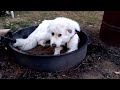 How to train a Great Pyrenees to till your garden and some tips about pigs.