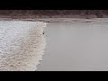 Surfing the tide coming in on the river!