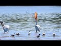 Pelicans at Branched Oak Lake in Nebraska