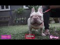 French Bulldog Kennel Visit + Stud Session | Lucky Monkey Kennel Lipa Batangas | Kennel Visit Series