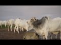 Holstein Friesian Dairy Cows • Milking Cows at a Dairy Farm • Cow Video