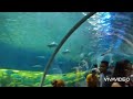 Manila Ocean Park's oceanarium at the 25-meter long walkway tunnel