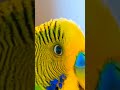 Eagle attack on Budgies 😱 #bird #parrot #budgies #shortsviral #shorts