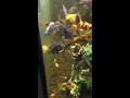 Last vid of African cichlids babies