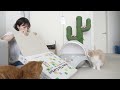 My Cats Have Changed After the Big Move (ENG SUB)