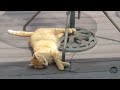 Orange cat nap time interrupted! (cat cam series)