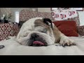 Reuben the Bulldog: Raise the Roof