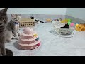 You Laugh You Lose😹🐶Funniest Dogs and Cats 2024😍