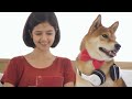 How to Read Shiba Inu Body Language: A Guide for Canine Communication