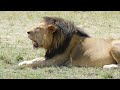 Timeless Biggest Kenya Lion Encounter