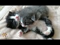 Two Slaughtered Kittens Huddled Together  Look What Happened to Them!