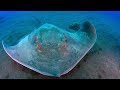 The Secret Wildlife Hidden In The Depth Of The Ocean  | LIFE IN THE BLUE | Wild Waters