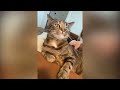 Try Not To Laugh 😂 Funny Videos Cats and dog Videos 2024 !