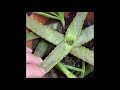 How to Save an Aloe from Root Rot/ Propagating Aloe plant that’s not producing pups