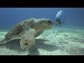 Loggerhead Turtle