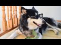 Q and A With Zeus The Greedy Husky! We Got Tagged By @Huskyandwolfdog !