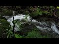 Peaceful Water Flowing Sounds in Deep Forest | Relaxing White Noise Water Sounds for Sleep