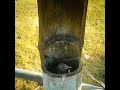 Chestnut tailed starling bird Feeding baby food in a bamboo tube#bird #baby