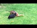 Puppies playing with leaf