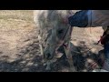 Lost Hungry Horse found in Johnson Valley, Ca