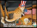 #shorts HAPPY 4TH OF JULY CELEBRATION WITH CUTE PETS!  🇺🇸#shortsfeed #cats #dogshorts #4thofjuly