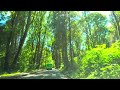 4K Stanley Park Lions Gate Bridge Vancouver Canada  史丹利公園獅門大橋加拿大溫哥華 スタンレーパーク ライオンズゲートブリッジ バンクーバー カナダ