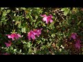 Flowers of Febuarary in Florida.