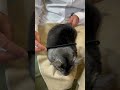 Chinchilla Grooming Demonstration Part 1 - How to prepare for show and overall fur health.
