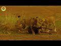 Great Migration - Run to survive | Nature and Animal Documentaries