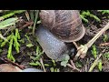 Caracol 🐌 comiendo