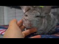 Reacting To My Subscriber's Chinchilla Cages