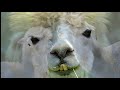 Llama Llooks – 150 minutes of Beautiful, Relaxing Nature Music for Study, Work, Meditation, Sleep