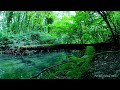 Beautiful Forest Creek Gently Flowing | Soothing Nature birds Sounds | Sleep | Study | Relax
