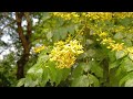 Yellow flowers on a tree branch 나무에 핀 노랑 꽃들 💐